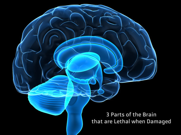 3 Parts of the Brain that are Lethal when Damaged 